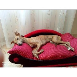 un sur le canape fauteuil marron clair pour chat ou petit chien