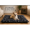 chien chihuahua sur un tapis noir douillet