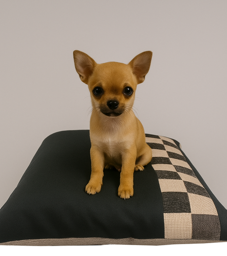 chien chihuahua sur un coussin déhoussable noir avec des damiers écrus et gris