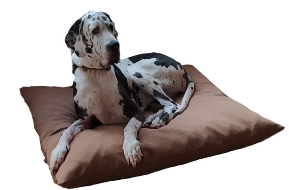 chien dog sur un coussin déhoussable